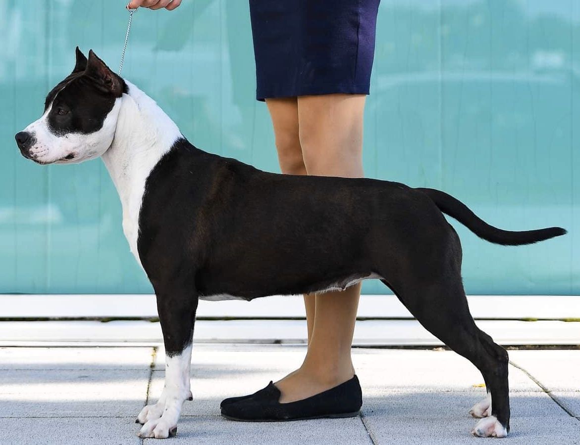 BLACK ROSE DE MANDRAKA | American Staffordshire Terrier 