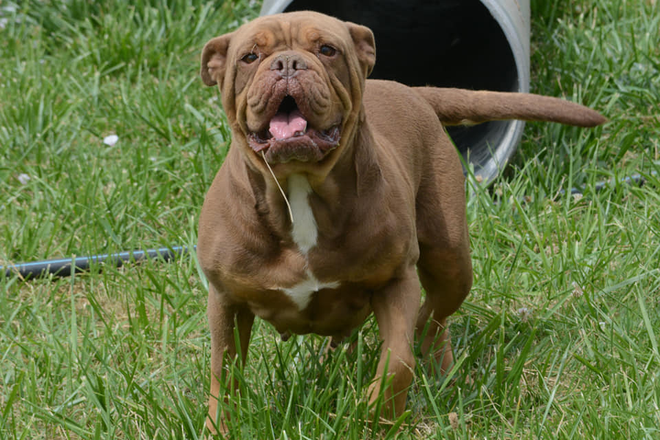 J-Crew Aphrodite | Olde English Bulldogge 