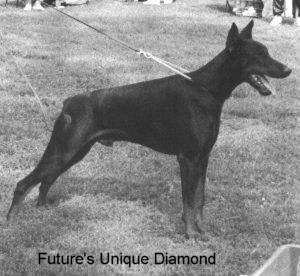 Future's Unique Diamond | Black Doberman Pinscher