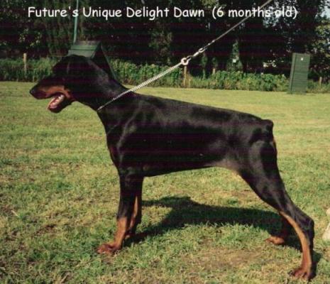 Future's Unique Delight Dawn | Black Doberman Pinscher