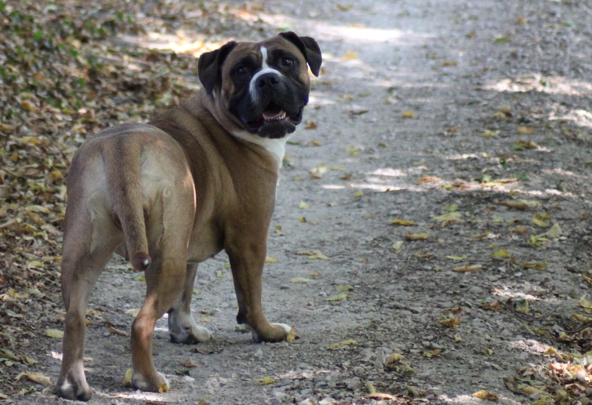 PILLOT JM'S OVERVIEW | Olde English Bulldogge 