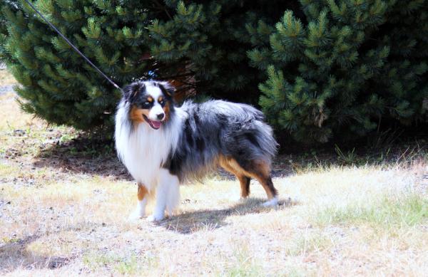 Raindancers Hot Shot of Barney Ranchr | Australian Shepherd 