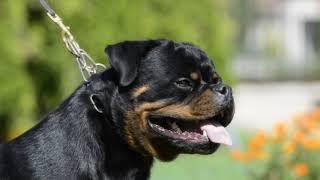 Tornado Timit-tor | Rottweiler 