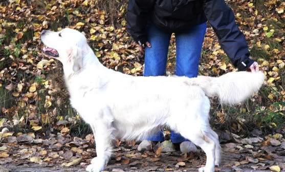 Majik Whiter Shade | Golden Retriever 