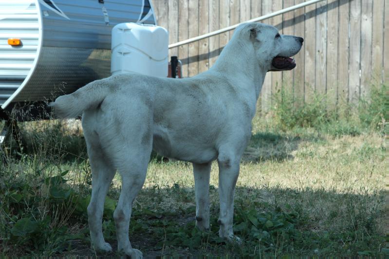 Kuvvat | Central Asian Shepherd Dog 