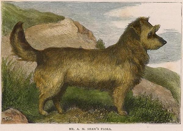 Mr. A. M. Shaw's Flora (c.1881) | Skye Terrier 