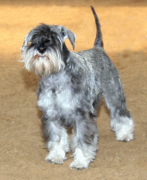 Miss Germany vom Hella-Hof | Miniature Schnauzer 