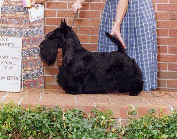 Pendlehill Warrior | Scottish Terrier 