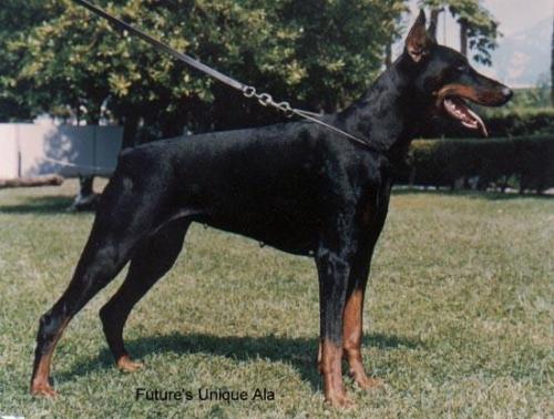 Future's Unique Ala | Black Doberman Pinscher