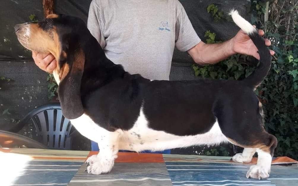 Ximena di Lago Ombroso | Basset Hound 