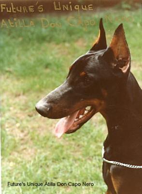 Future's Unique Attila Don Capo Nero | Black Doberman Pinscher