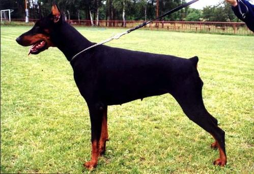 Angie Oderska vyhlidka | Black Doberman Pinscher