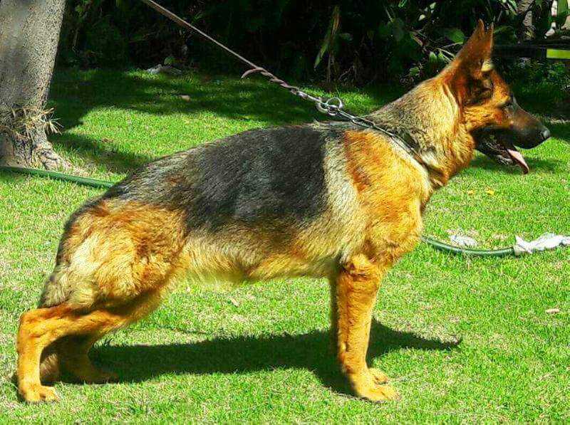 NADIA VON AQP WEISSEHAUS | German Shepherd Dog 