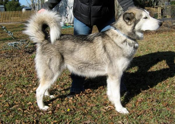 God's Country White Harvest | Alaskan Malamute 