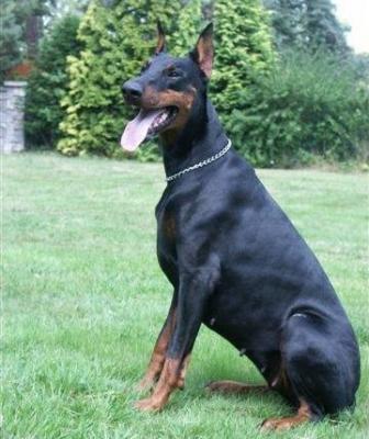 Carys od Dvou Lvu | Black Doberman Pinscher