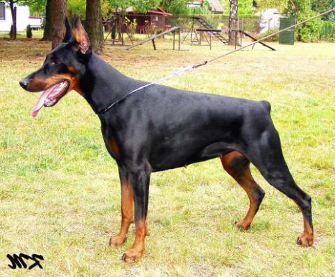 Agnes od Dvou Lvu | Black Doberman Pinscher