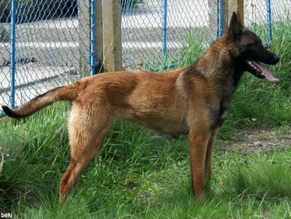 Midnight bekiyara | Belgian Malinois 