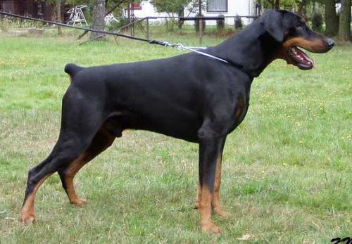 Bentley od Dvou Lvu | Black Doberman Pinscher