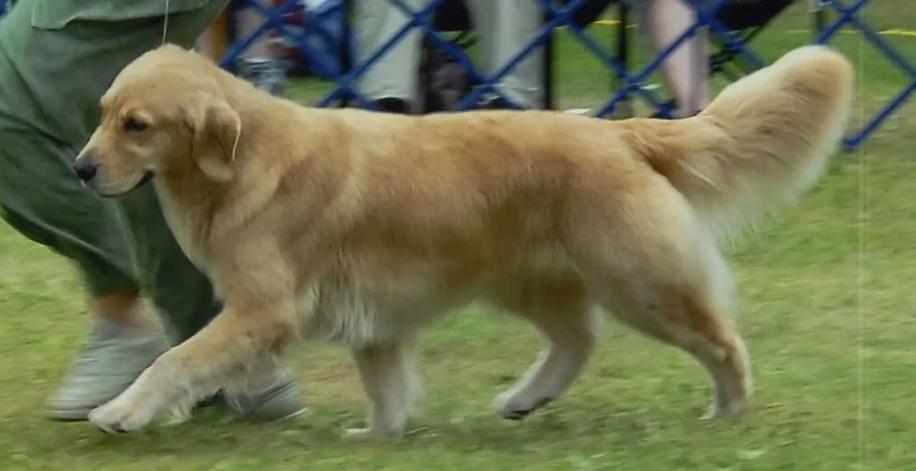 Verdoro's YYG | Golden Retriever 