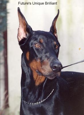 Future's Unique Brilliant | Black Doberman Pinscher