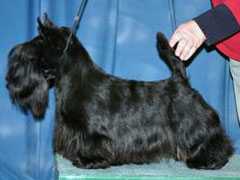 ASHGATE MOONSHINE | Scottish Terrier 