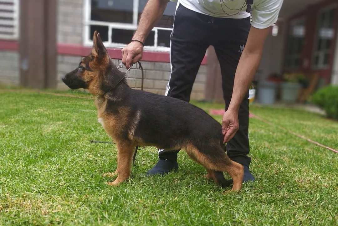 MAX URIOSTEGUI | German Shepherd Dog 