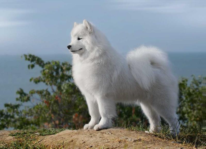 Nasha Gordost Ysnolika | Samoyed 