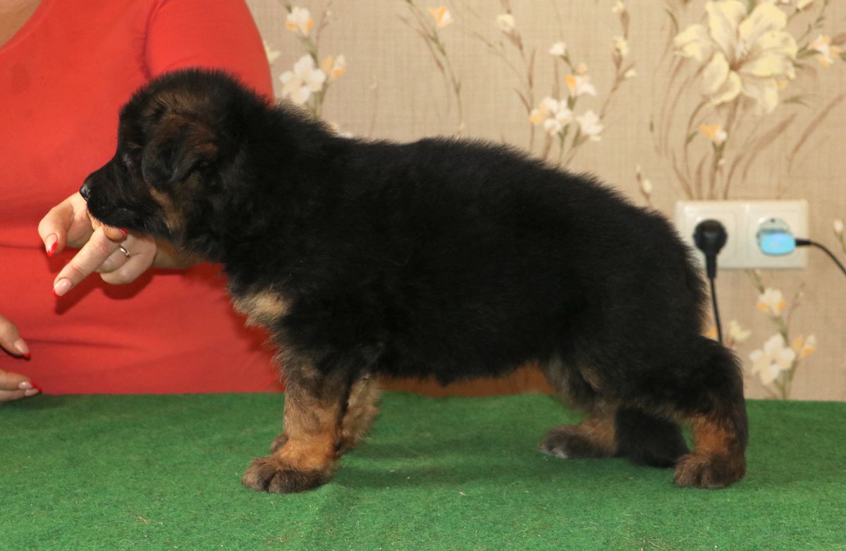 Goover Un Vero Diamant | German Shepherd Dog 