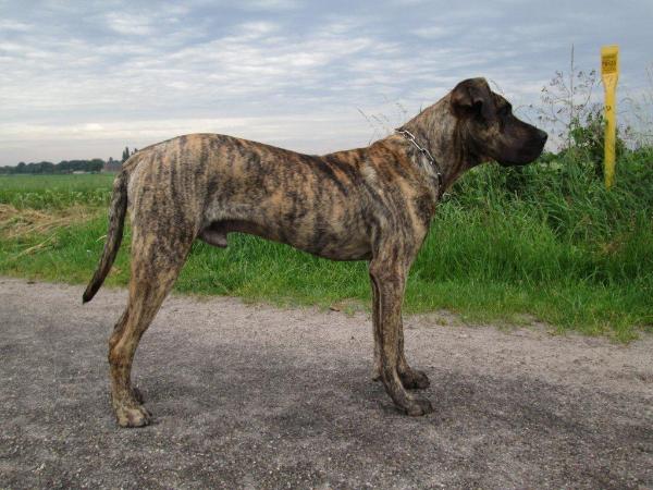 D&amp;G's Marcellus | Perro de Presa Canario 