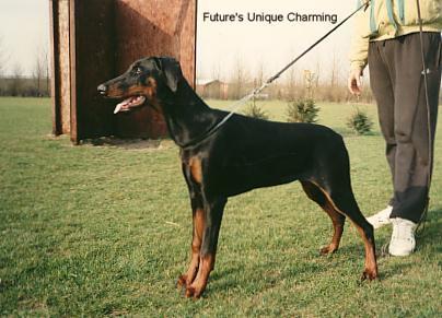 Future's Unique Charming | Black Doberman Pinscher