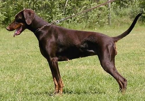 Nancy v. Aurachgrund | Brown Doberman Pinscher