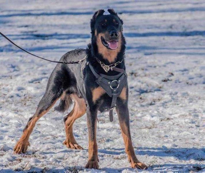 J'Adore Ustaritz de L'Ame du Loup | Beauceron 