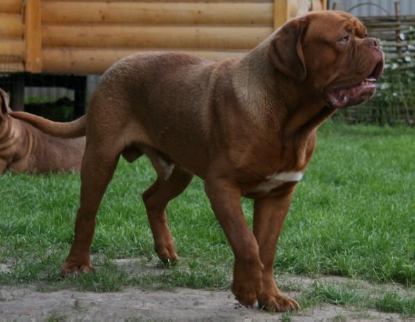 Jordan kennel Martin | Dogue de Bordeaux 