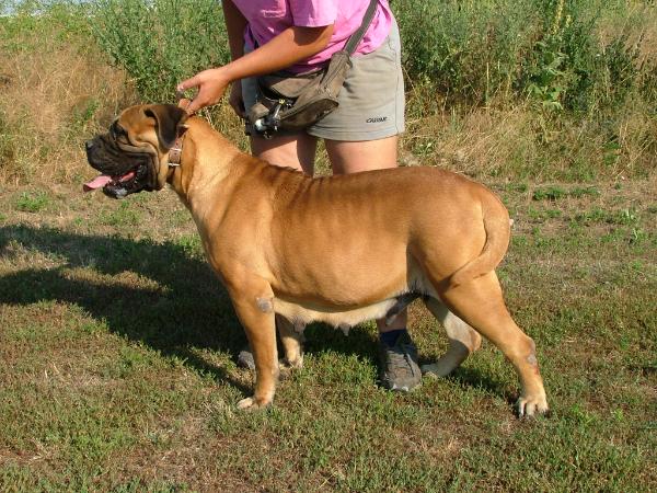 Váraljai-Harcos Diana | Bullmastiff 