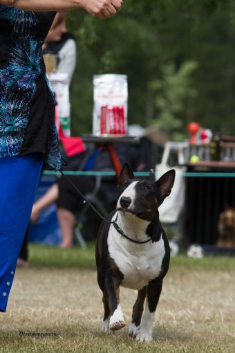 Shafear Fallen Humilty At Raiden | Bull Terrier 