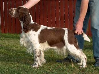 Lavrevikens Symphony of Heart | English Springer Spaniel 