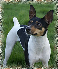 Buchanon's (Decker's) Sugar | Rat Terrier 