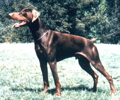 Hecho I des Princes de Kleve | Brown Doberman Pinscher