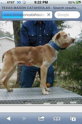 Mason’s chili | Catahoula Leopard Dog 