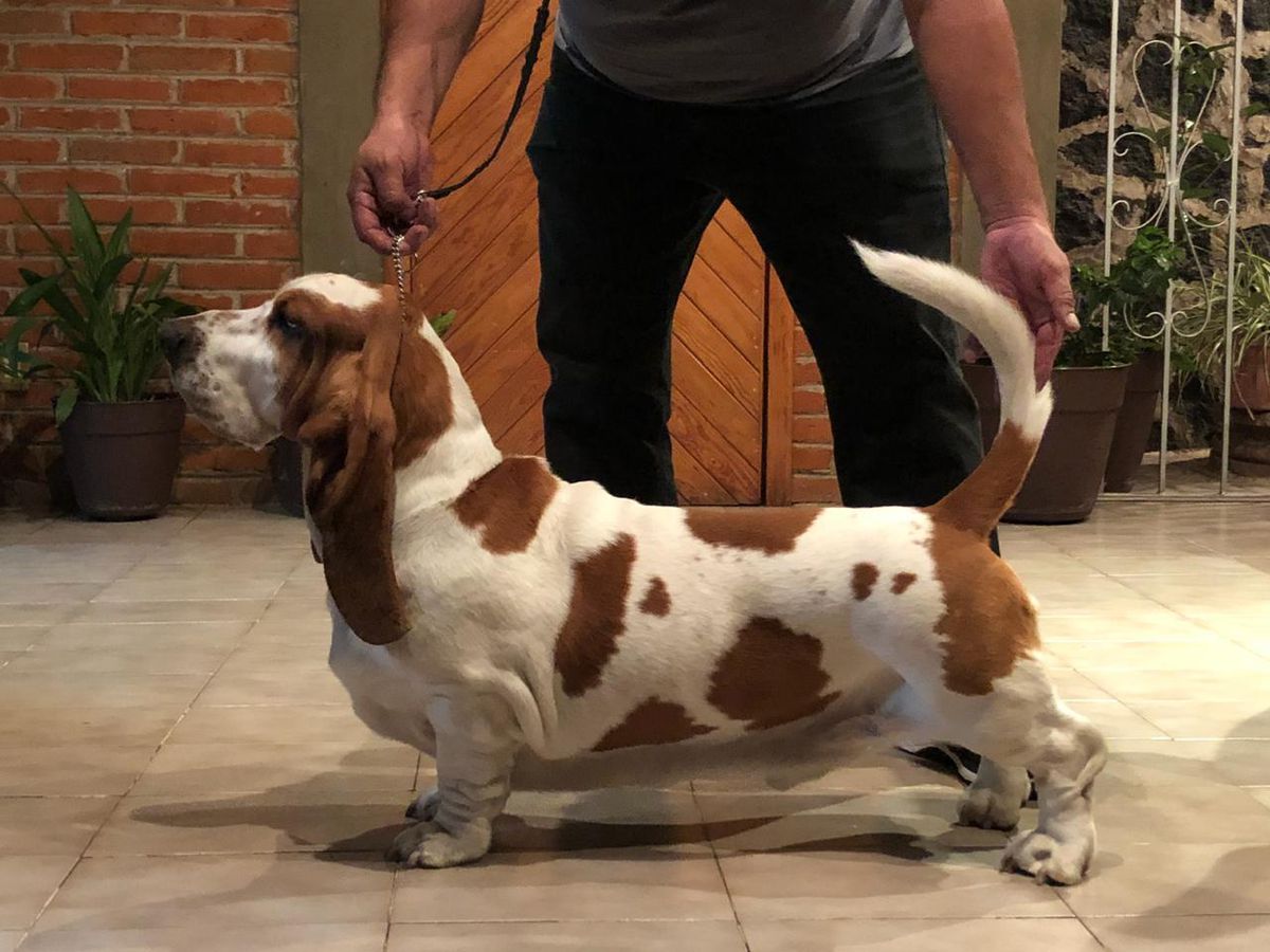 Valtor Villa Ramirez | Basset Hound 