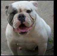 Lee's Paris | Olde English Bulldogge 