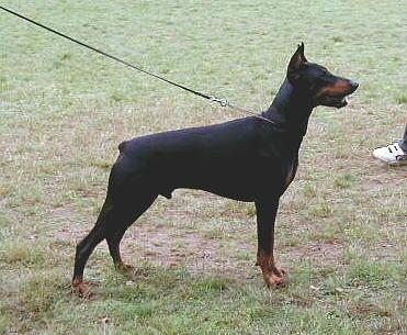 Eick v. Aurachgrund | Black Doberman Pinscher