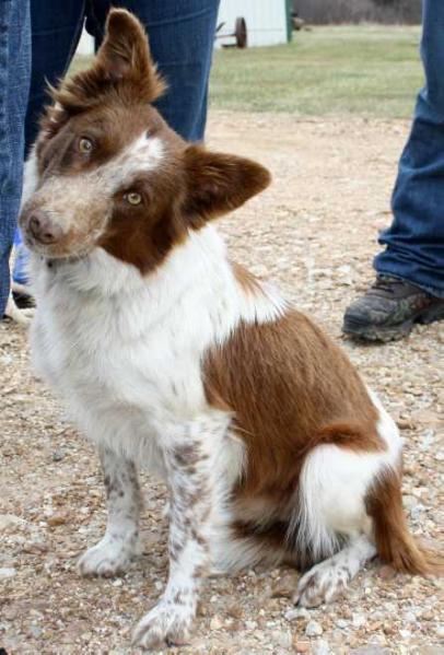 LegacysAbigale | Border Collie 