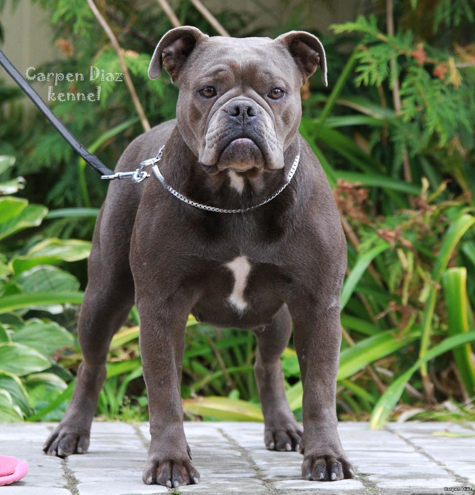 Duchess Laguna For Carpen Diaz | Olde English Bulldogge 