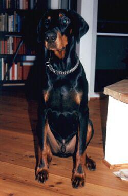 Geoffrey v. Aurachgrund | Black Doberman Pinscher