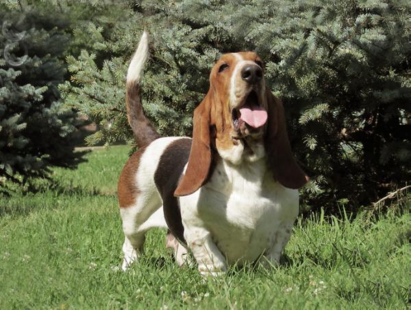 Aber Lady Breenbrass | Basset Hound 