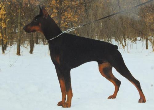 Valdimora Elvis Hektor | Black Doberman Pinscher