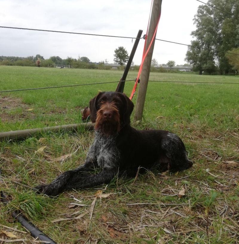 Xena II Liether-Moor | German Wirehaired Pointer 