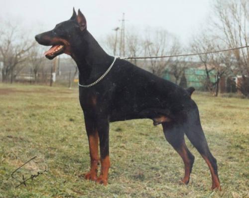 Valdimora Questo | Black Doberman Pinscher