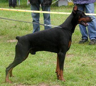 Alano v. Altamira | Black Doberman Pinscher